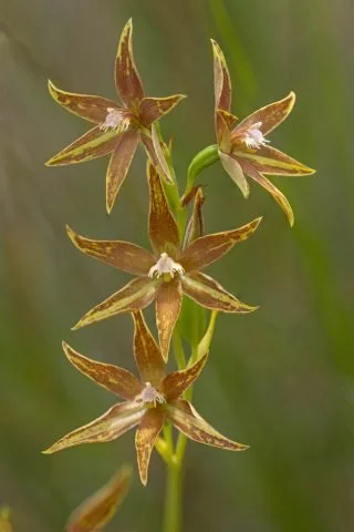 The stunning and locally rare Chestnut Sun Orchid (Thelymitra fuscolutea) at Warwick bushland. 